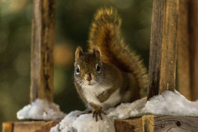 Portrait of squirrel