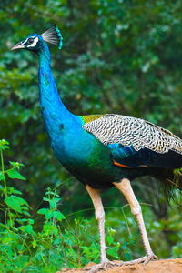 Close-up of a peacock