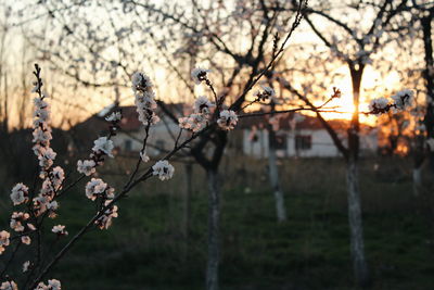 Close-up of cherry blossom against sky during sunset