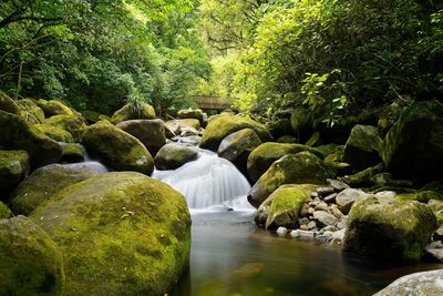 Scenic view of waterfall in forest