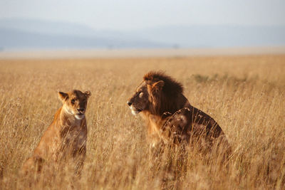 Lion couple in sunset light in masai mara.