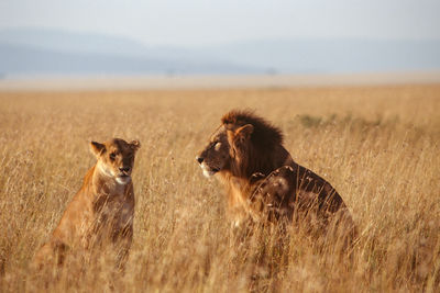 Cats in a field