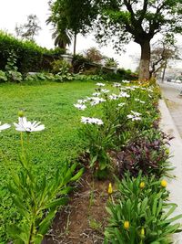 Close-up of white flowering plants on footpath