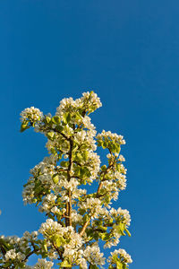 Low angle view of flowering plant against clear blue sky