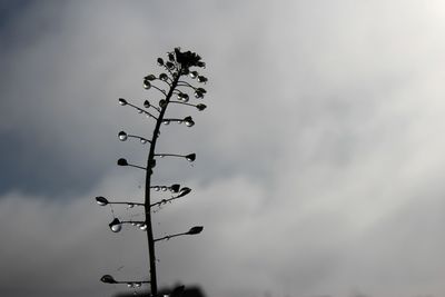 Low angle view of plant against sky