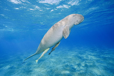 animal wildlife