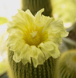 Close-up of yellow flower
