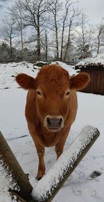 Portrait of cow