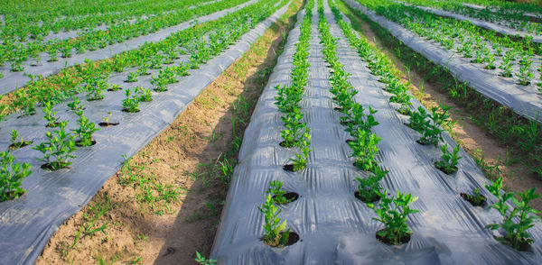 Organic vegetable farmleaves on the field concept of biological production in agriculture sunny day.