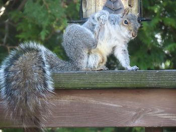 Close-up of squirrel on a wooden railing 