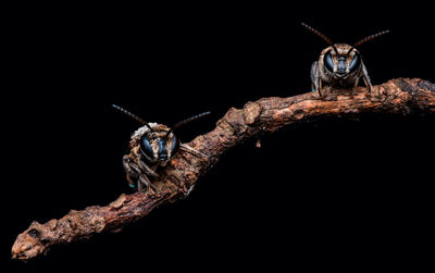 Close-up of bees on branch against black background