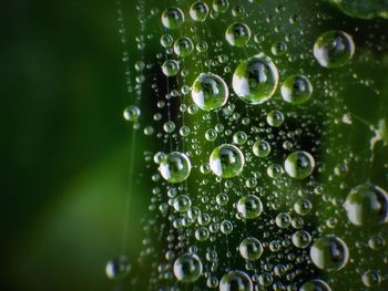 Close-up of water drops on plant