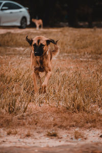 Dog running in field