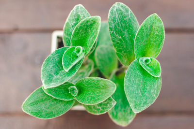 Close-up of fresh green leaves