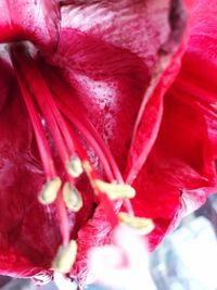 Close-up of red flower