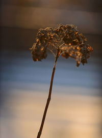 Close-up of wilted plant