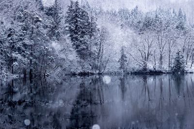 Scenic view of frozen lake in forest