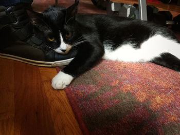 High angle view of cat resting on floor at home