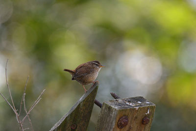 Close-up of bird perching on wood