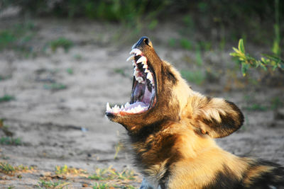 Close up of a wild african dog or painted dog yawning and showing its teeth