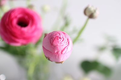 Close-up of pink rose blooming outdoors