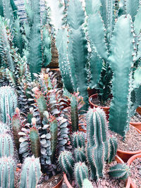 High angle view of succulent plants