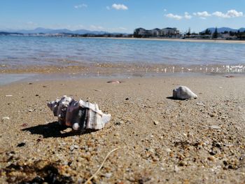 View of shells on sand at beach against sky