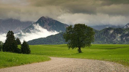 Scenic view of trees on field against sky