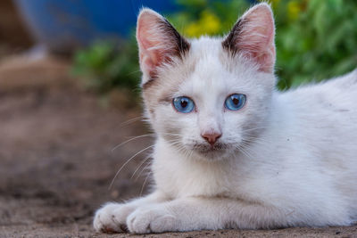 Close-up portrait of a cat