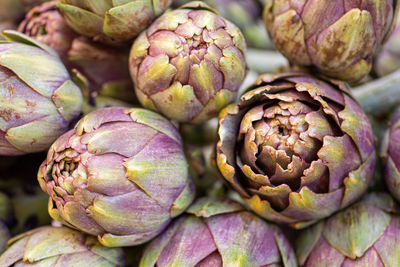 thistle