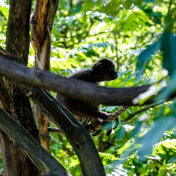 Low angle view of monkey sitting on tree trunk