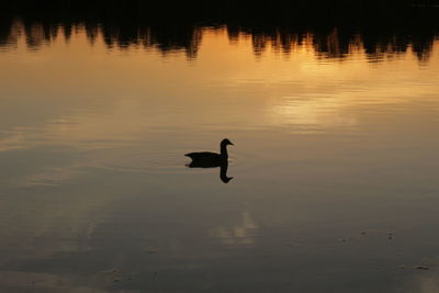 Swan swimming in lake