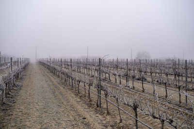 Sunrise in a landscape of vineyards during a foggy winter morning in the province of tarragona 