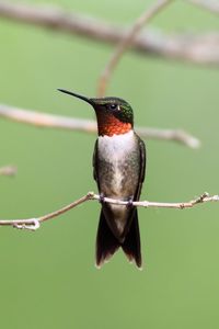 Close-up of bird perching on branch