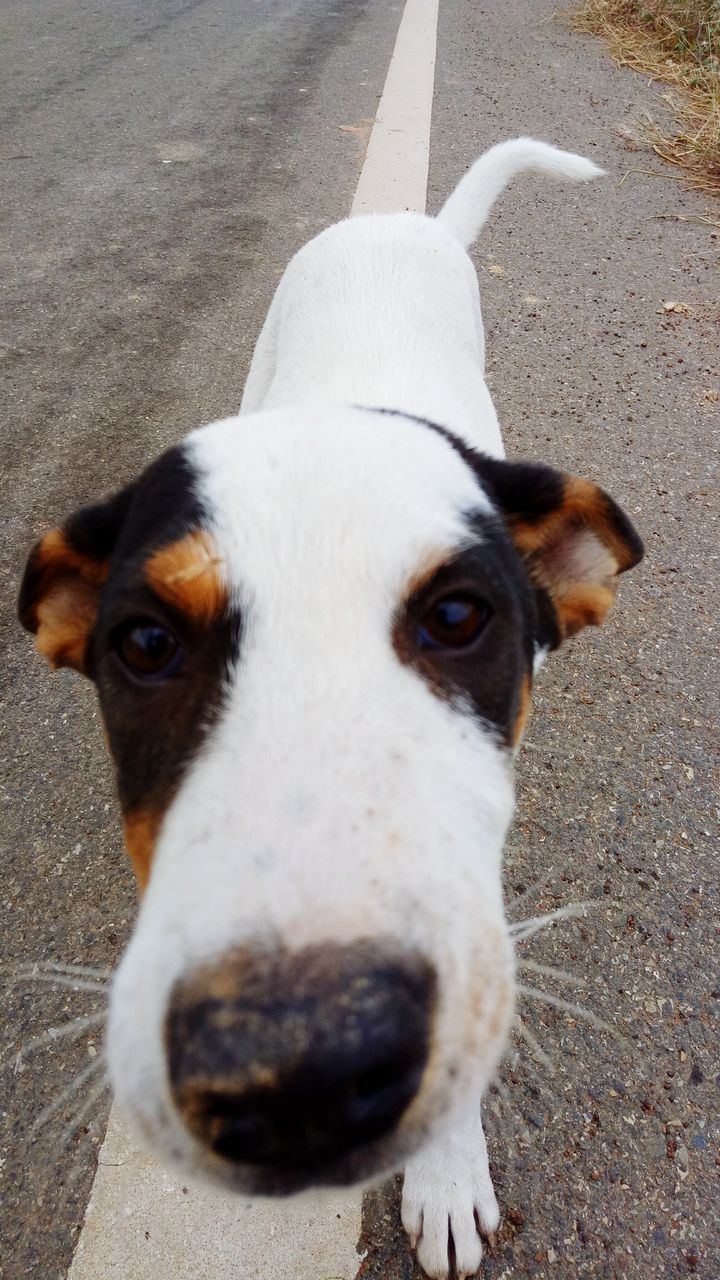 HIGH ANGLE PORTRAIT OF WHITE DOG STANDING ON DIRT ROAD