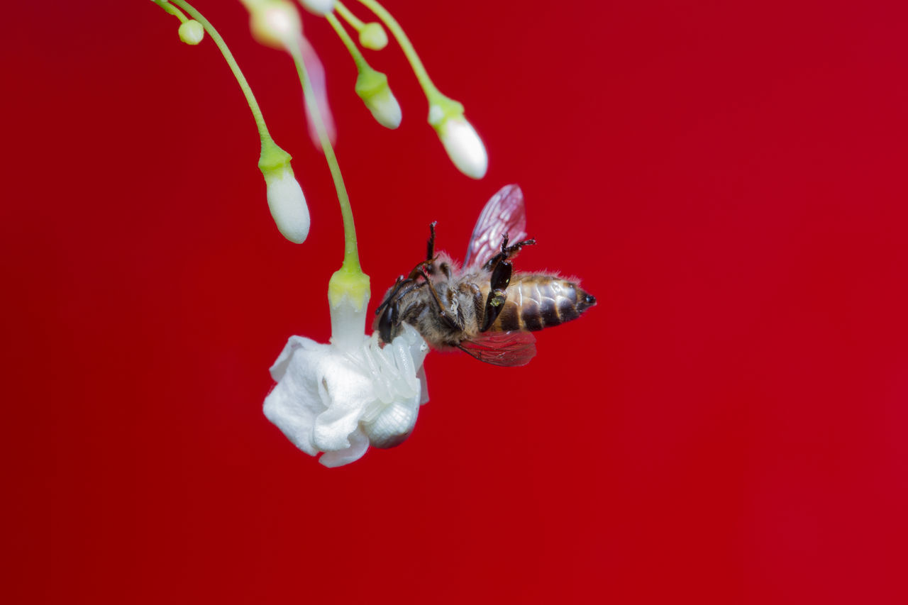 CLOSE-UP OF INSECT ON RED BACKGROUND