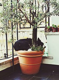 potted plant