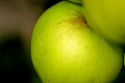 Close-up of lemon slices