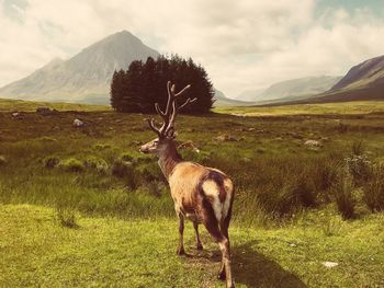 Deer in scotland 