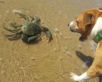 High angle view of dog on beach