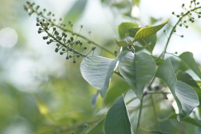 Close-up of leaves on tree
