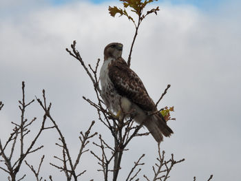 Low angle view of eagle perching on tree