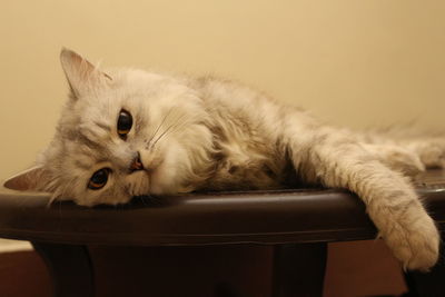 Close-up portrait of a cat