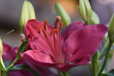 Close-up of pink flowers