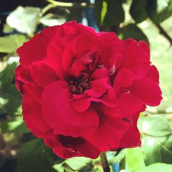 Close-up of red rose