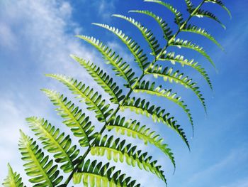 Low angle view of palm tree against blue sky