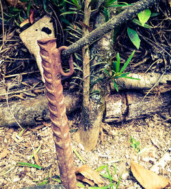 High angle view of tree trunk in forest