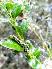 Close-up of insect on leaf