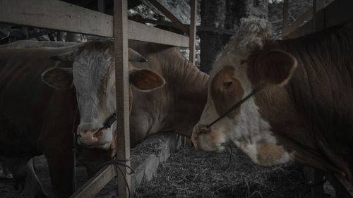 High angle view of cows in shedgrass-eating animal