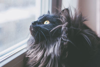 Close-up of a cat looking away